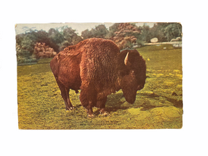 American Bison, New York Zoological Park. Circa 1907-1915, Unused